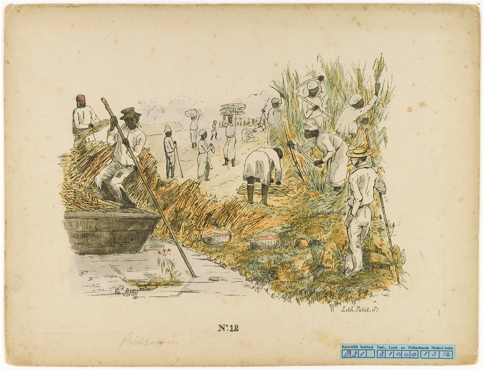 KITLV - 36C340 - Bray, Th. - Petit - Cutting and transporting sugarcane - Colour lithography - 1850