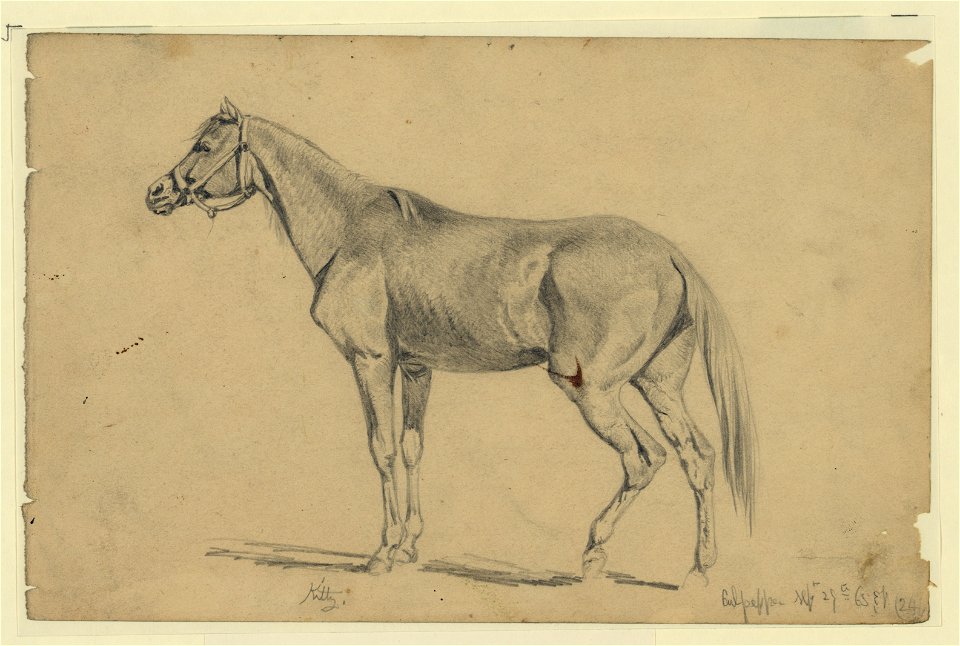 Kitty. Edwin Forbe's (sic) mare that he rode from 1862-1865 LCCN2004661498