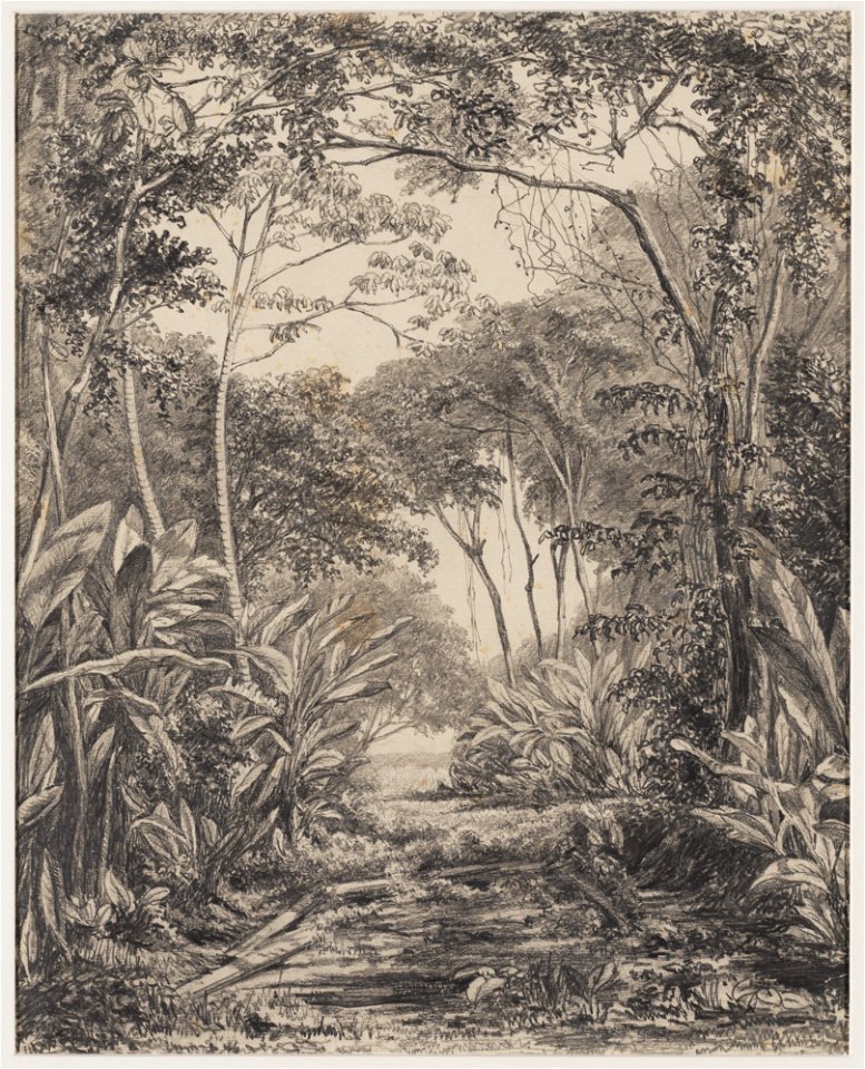 KITLV - 48B6 - Borret, Arnoldus - Plantation Catharina Sophia, Surinam ...