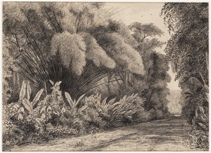KITLV - 48B4 - Borret, Arnoldus - Study of bamboo canes - Pencil - 1880