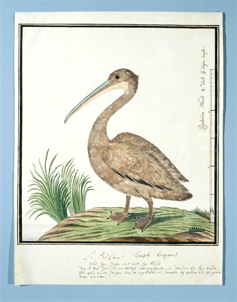 Kleine pelikaan (Pelecanus rufescens)