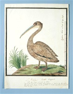 Kleine pelikaan (Pelecanus rufescens)