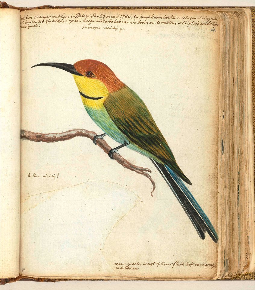 Kleine vogel op tak