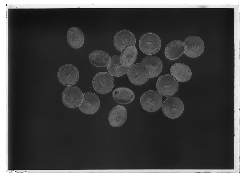 Knappar till uniform , 24 st - Livrustkammaren - 60489-negative