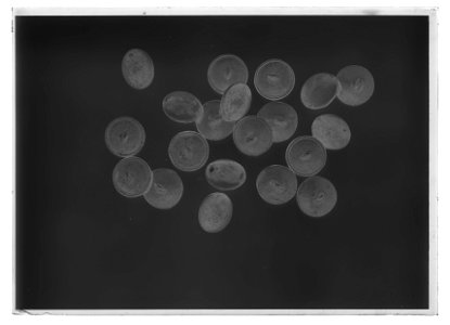 Knappar till uniform , 24 st - Livrustkammaren - 60489-negative