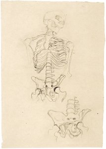 Klimt - Zwei Skelettstudien, die obere mit Kopf nach rechts