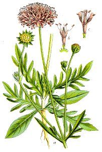 Knautia arvensis Sturm2