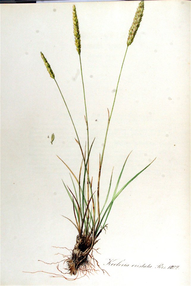 Koeleria cristata — Flora Batava — Volume v13