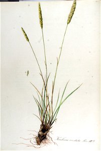 Koeleria cristata — Flora Batava — Volume v13