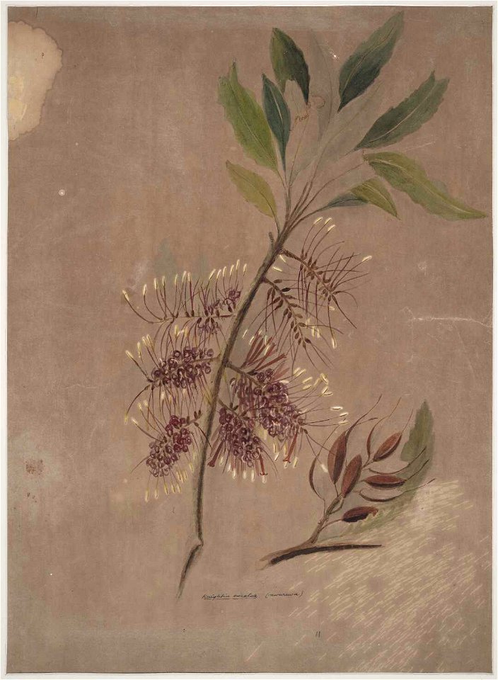 Knightia excelsa (Rewarewa). (ca 1890) by Emily Cumming Harris