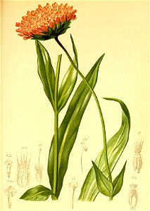 Knautia longifolia Atlas Alpenflora