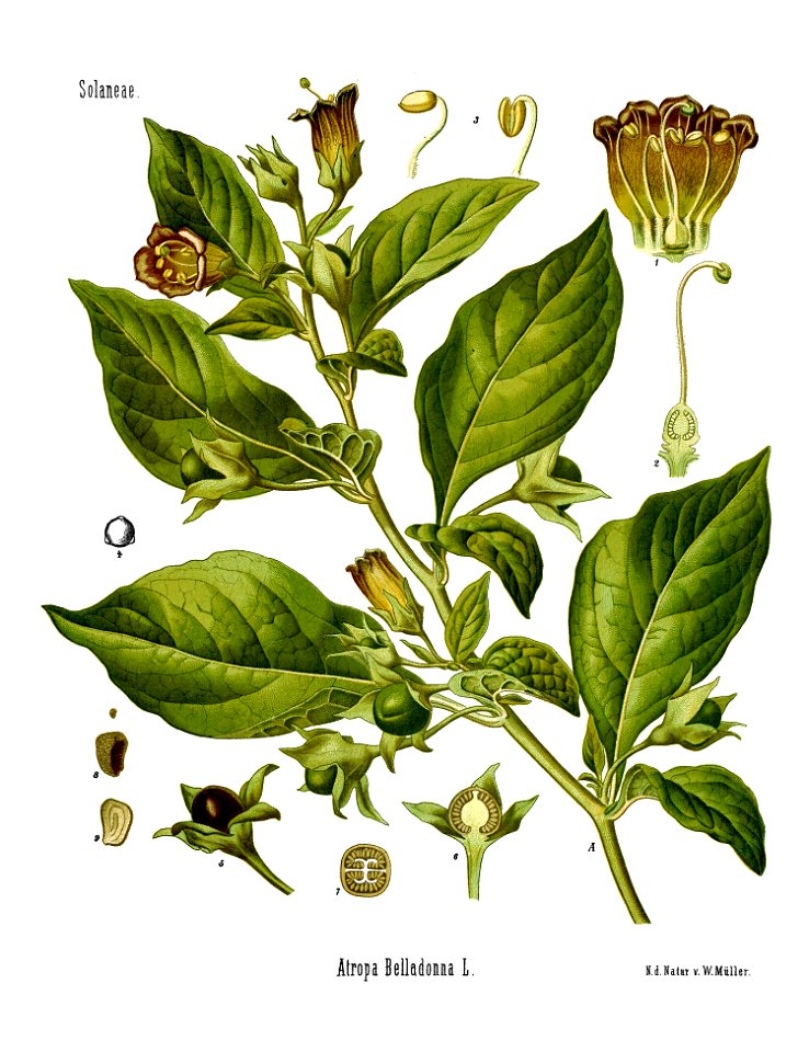Koeh 018