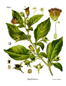 Koeh 018