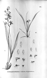 Koellensteinia tricolor - Koellensteinia graminea - Fl.Br.3-5-103