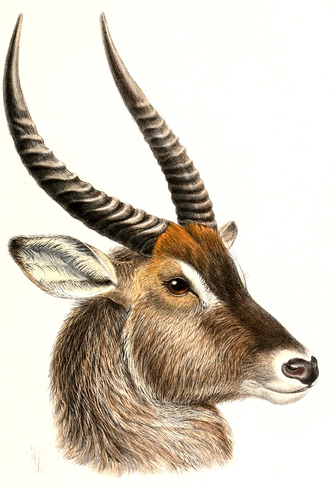Kobus ellipsiprymnus penricei 1895