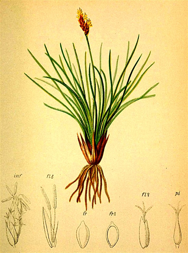 Kobresia caricina Atlas Alpenflora