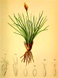 Kobresia caricina Atlas Alpenflora