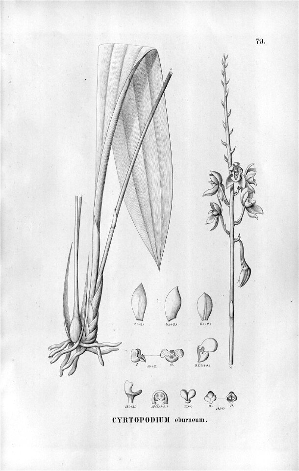 Koellensteinia eburnea (as Cyrtopodium eburneum) - Fl.Br.3-5-079. Free illustration for personal and commercial use.