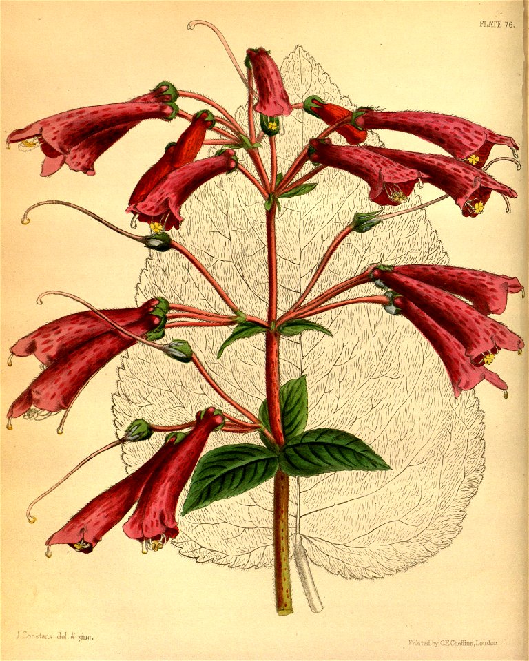 Kohleria rugata Paxton 76