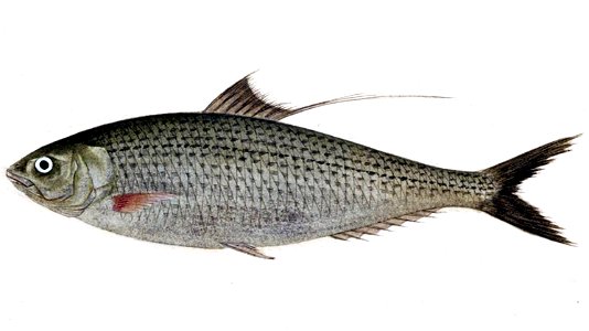 Konosirus punctatus3