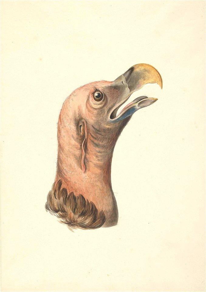 Kop van een Oorgier (Otogyps auricularis Daud)