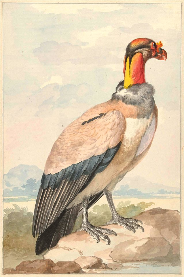 Koningsgier (Gypagus papa)