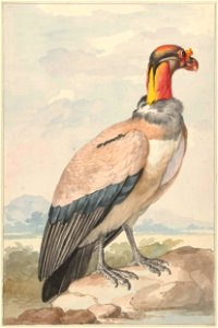 Koningsgier (Gypagus papa)