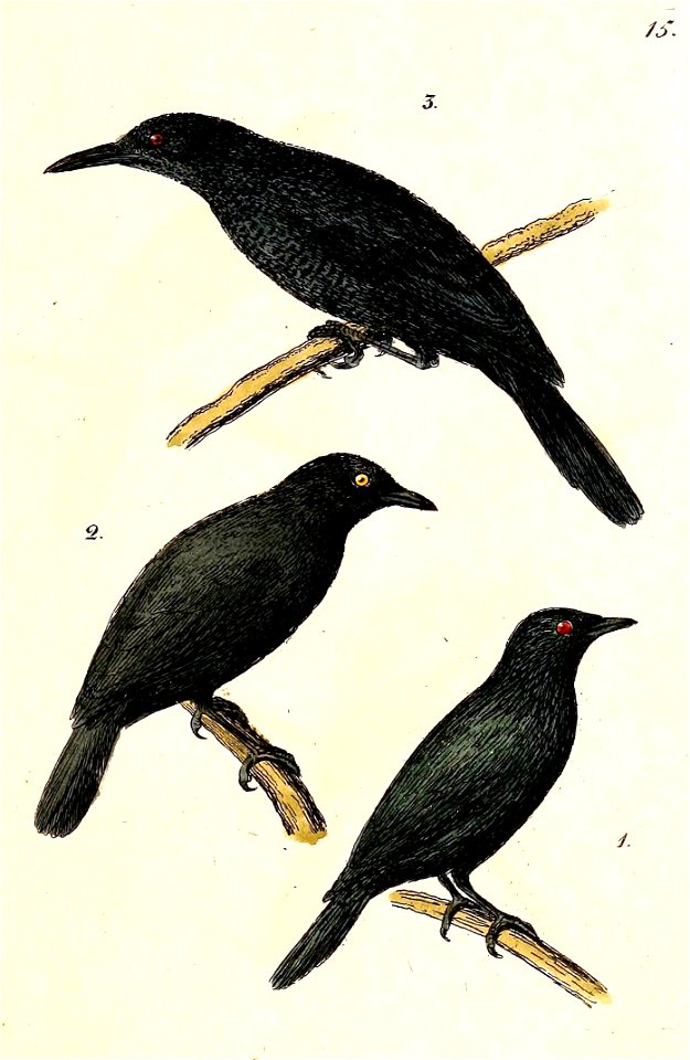 Kosrae Island Starling