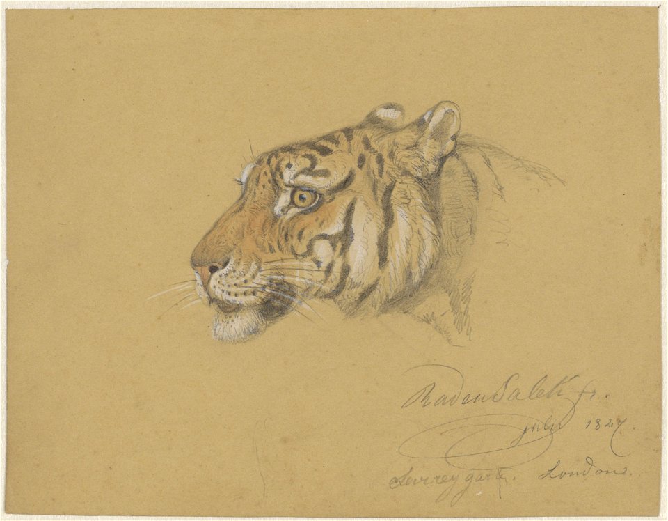 Kop van een Tijger, Raden Sarief Bastaman Saleh, 1827 - Rijksmuseum