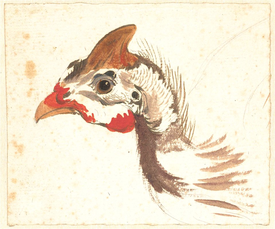 Kop van een vogel