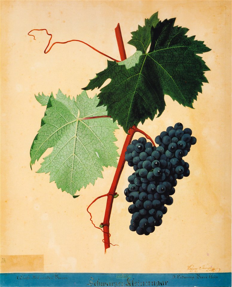 Kreuzer Ampelographie 077 Schwarzer Kleinungar