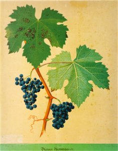 Kreuzer Ampelographie 085 Blauer Champagner