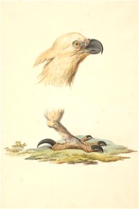 Kop en klauw van een witkopzeearend (Haliaetus Leucocephalus)