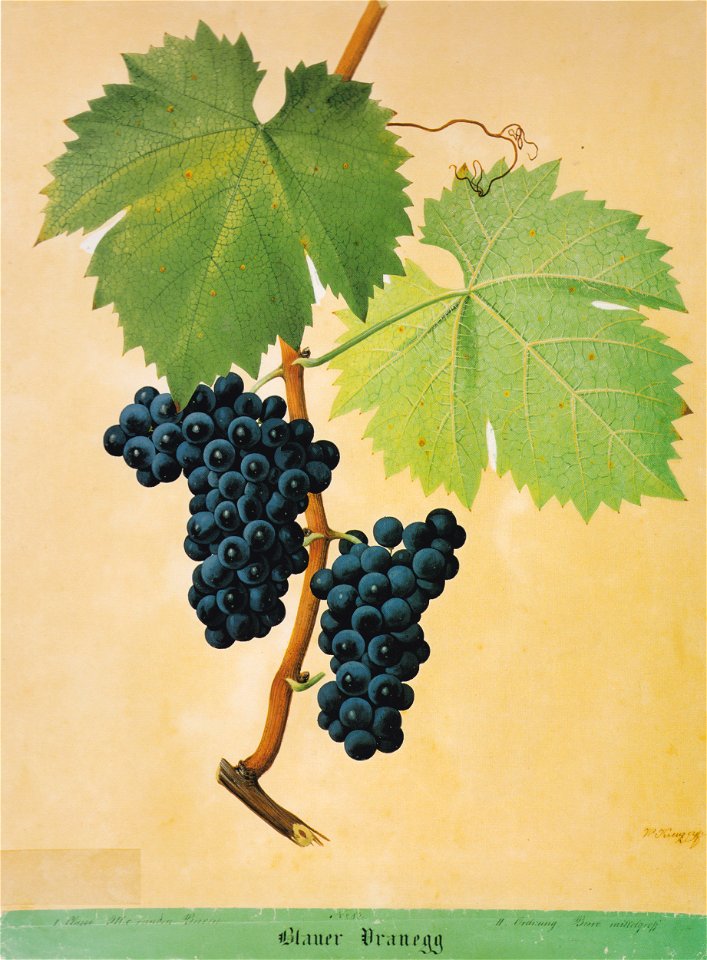 Kreuzer Ampelographie 053 Blauer Vranegg
