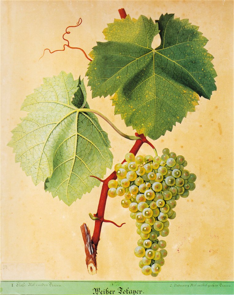 Kreuzer Ampelographie 021 Weißer Tokayer