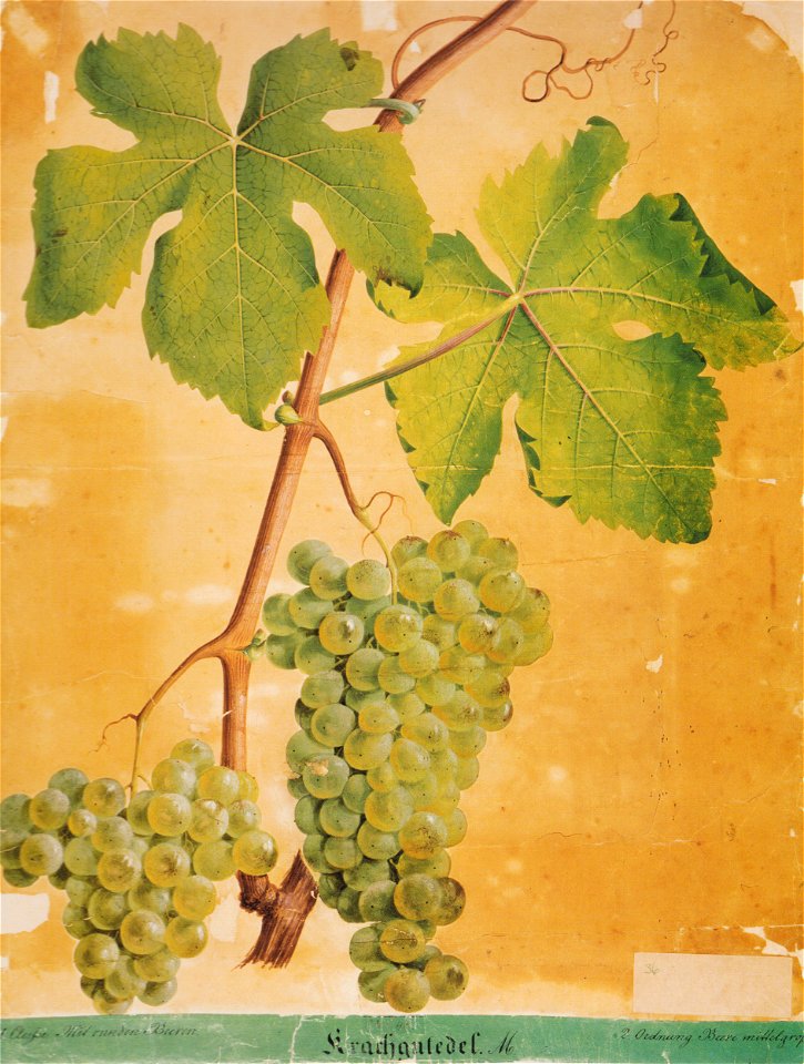Kreuzer Ampelographie 029 Krachgutedel