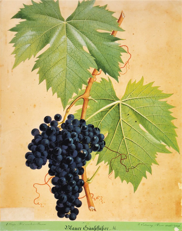 Kreuzer Ampelographie 009 Blauer Gänsefüßer
