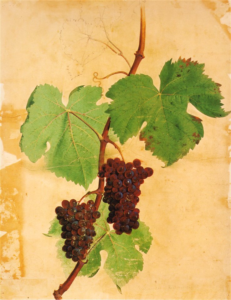 Kreuzer Ampelographie 117 Rother Klevner (Ruländer)