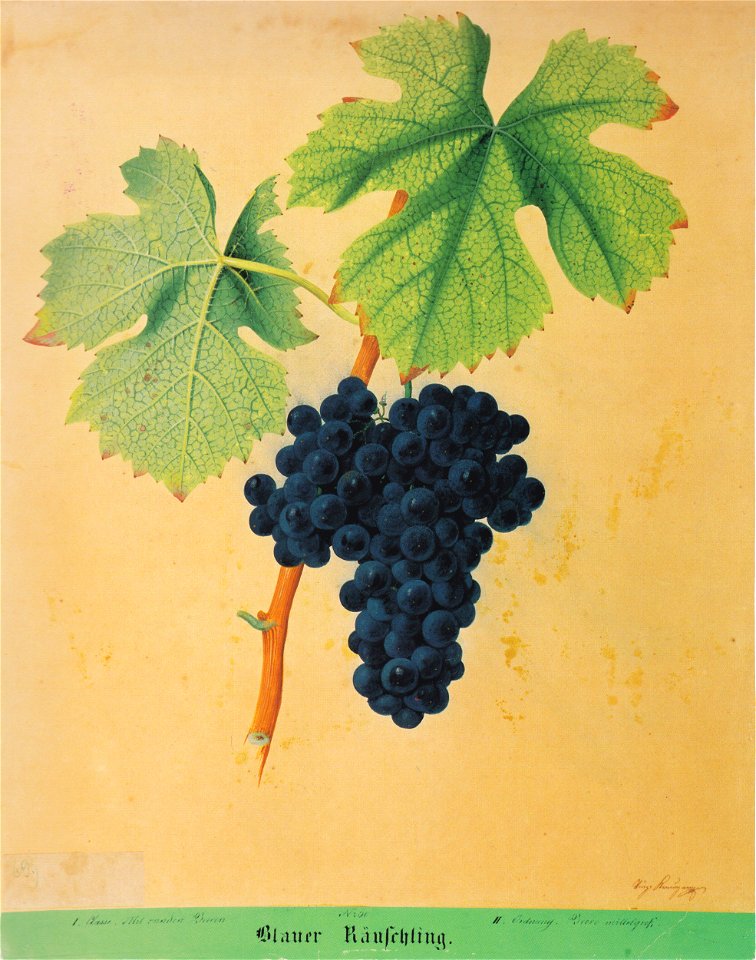 Kreuzer Ampelographie 037 Blauer Räuschling