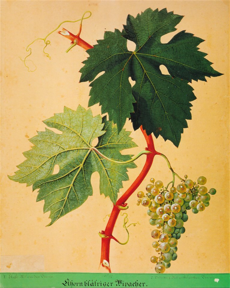 Kreuzer Ampelographie 061 Ahornblätriger Wipacher