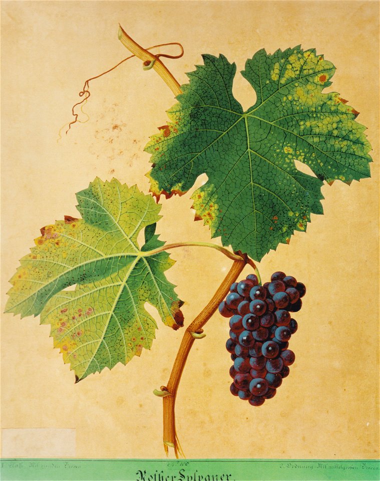 Kreuzer Ampelographie 069 Rother Sylvaner