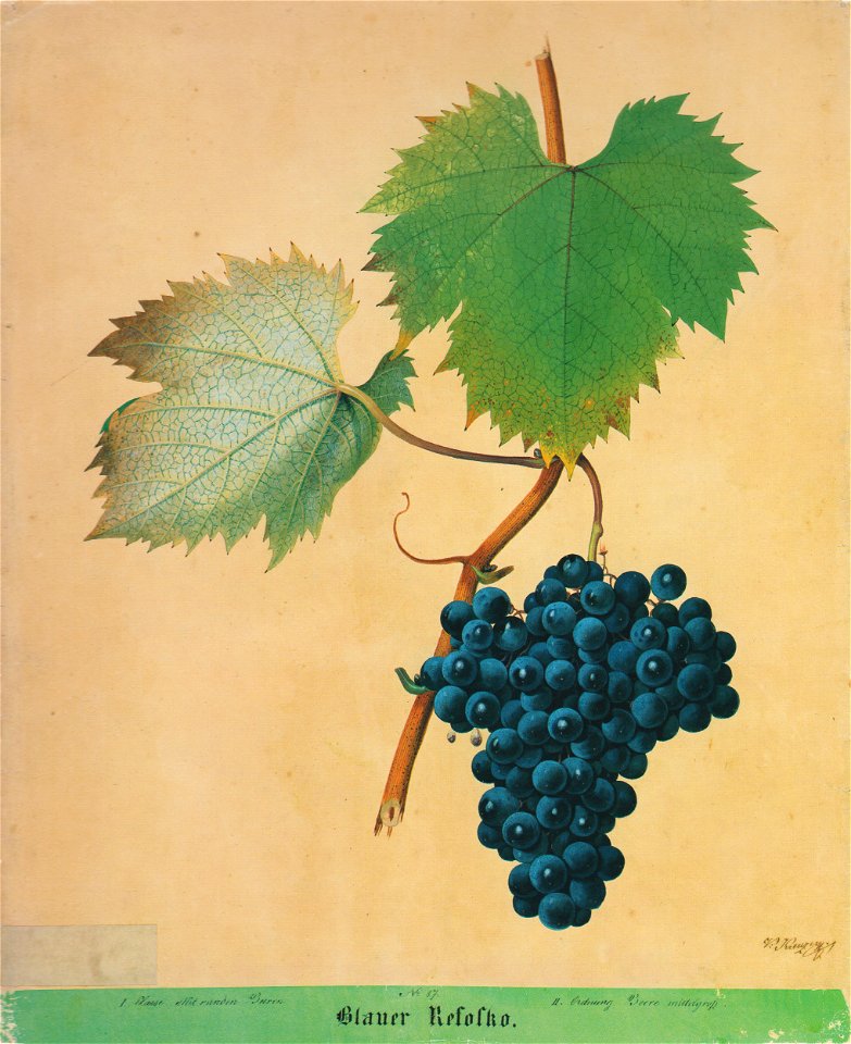 Kreuzer Ampelographie 057 Blauer Refosko