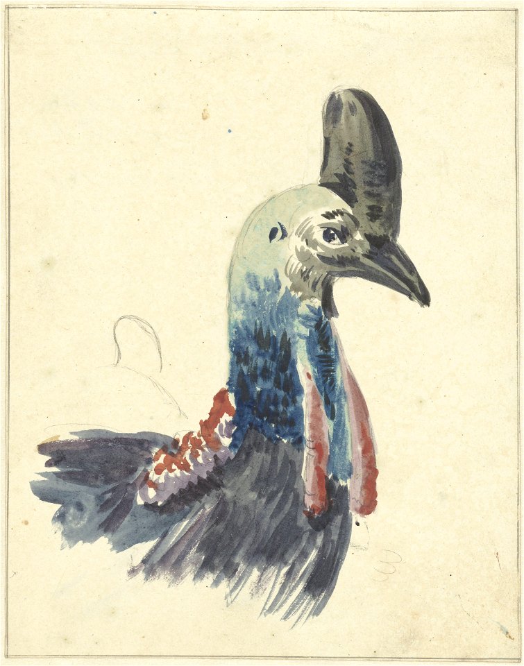 Kop van de Kasuaris door Christiaan van Geelen (1755-1824)