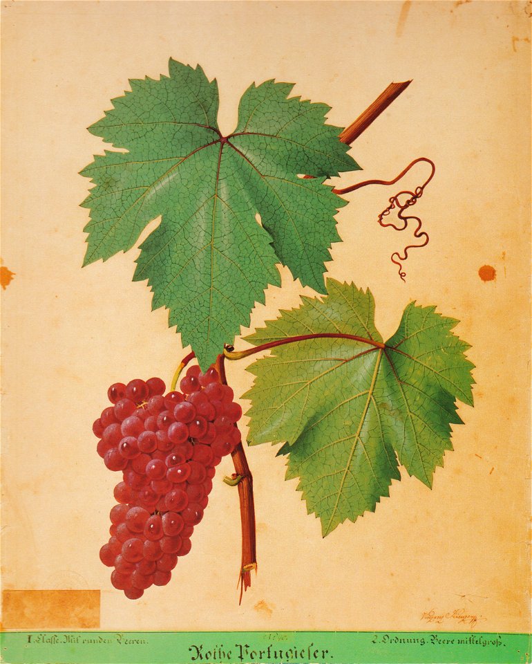 Kreuzer Ampelographie 065 Rothe Portugieser