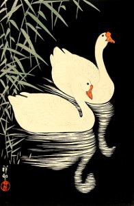 Koson-Shoson Schwäne
