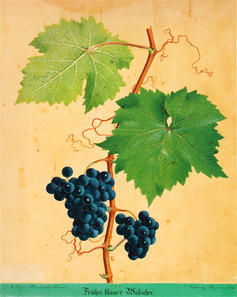 Kreuzer Ampelographie 073 Früher blauer Wälscher