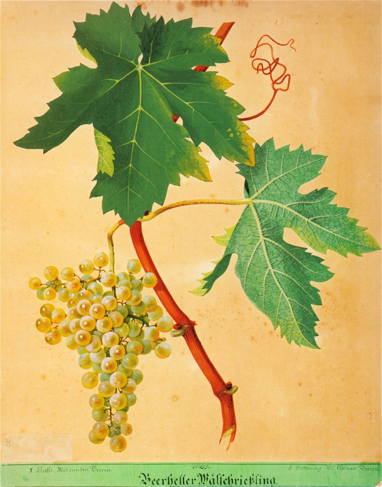 Kreuzer Ampelographie 081 Beerheller Wälschrießling