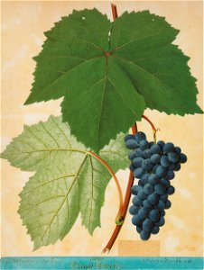 Kreuzer Ampelographie 105 Blaue Isabella