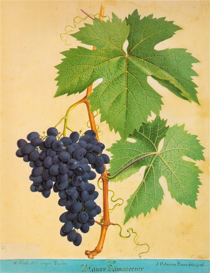 Kreuzer Ampelographie 121 Blauer Damascener