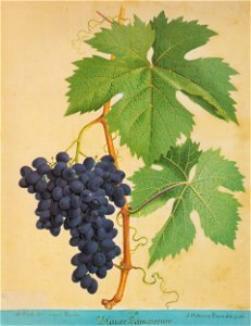 Kreuzer Ampelographie 121 Blauer Damascener